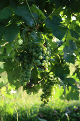 Close-up of white Pinot grapes on plant in the vineyard in Italy at dawn