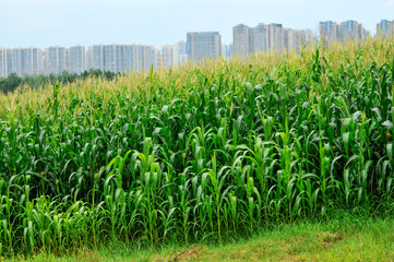 Green corn plants