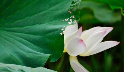 Blossoming pink lotus flower in pond