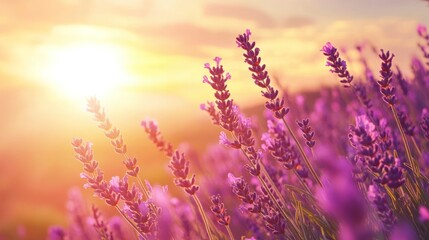 Fototapeta premium Lavender Field at Sunset