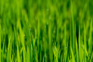 Naklejka premium 稲の葉