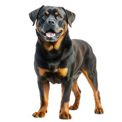 Obraz premium Big Rottwailer in studio, isolated on white background