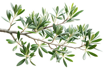 Fototapeta premium branch of a olive tree with leaves isolated on white or transparent png
