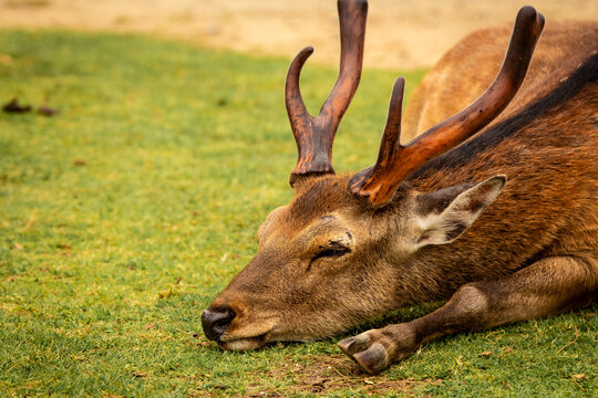 Plan rapproch&eacute; d'un cerf se reposant dans le parc de Nara au Japon