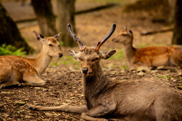 Biches et cerf allongés dans le parc à cervidés de Nara au Japon