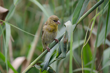Female yellow masked weaver on a reed