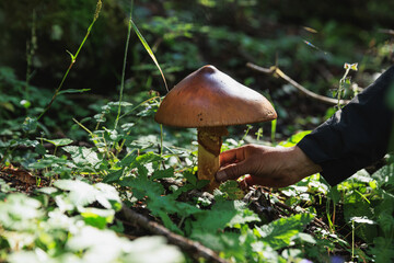 Amanita caesarea, orange mushroom edible in forest of China