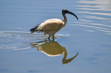 Sacred ibis in a dam
