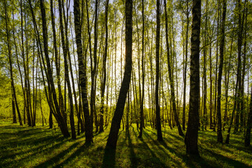 Sunset or sunrise in a spring birch forest with bright young foliage glowing in the rays of the sun and shadows.