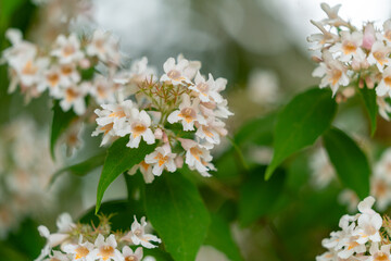 white cherry blossom