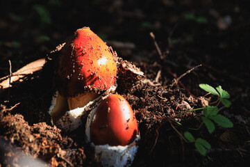 Amanita caesarea, orange mushroom edible in forest of China