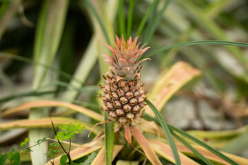 Ananas