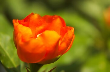 Obraz premium A species of leafy cactus native to moist forests with large rose-like orange-red flowers is called Leuenbergeria bleo sin. Pereskia bleo. The Seven Star Needle Flower was still in bud