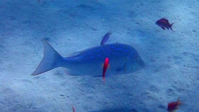 Important commercial fish of the Red Sea and Pacific Ocean - Spangled Emperor, scientific name is Lethrinus nebulosus, it belongs to the family Lethrinidae