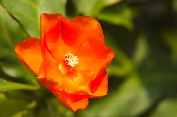 A species of leafy cactus native to moist forests with large rose-like orange-red flowers is called Leuenbergeria bleo sin. Pereskia bleo. The Seven Star Needle Flower was still in bud
