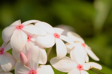 Kopsia flowers are often used to create a peaceful and calming atmosphere. The flowers are usually small and often display pale, cream colors. Kopsia fruticosa