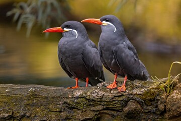 Two Inca terns perched on a log with a blurred natural background