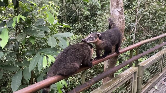 nasua mammal animals on the bridge in iguasu waterfalls amateur video shot on phone
