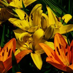 Obraz premium Vibrant Yellow and Orange Lilies in Full Bloom
