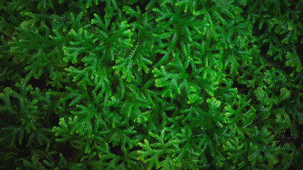 Green leaf texture Leaf texture background