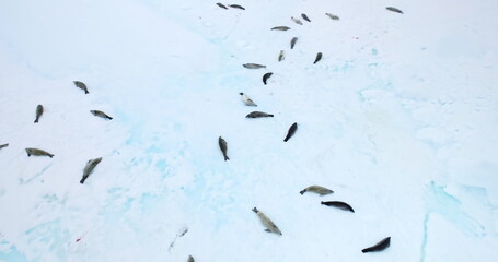 Seals colony resting on ice floe in Antarctica. Big group of sea leopard animals sleep on snow covered iceberg drifting polar ocean. Travel, explore wildlife habitat in Antarctica. Aerial drone shot