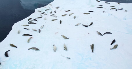 Leopard seals group sleep snow covered melting ice floe iceberg in Antarctica. Big weddell seal colony relax in polar ocean. Travel, explore wildlife. Ecology, climate change, global warming. Aerial