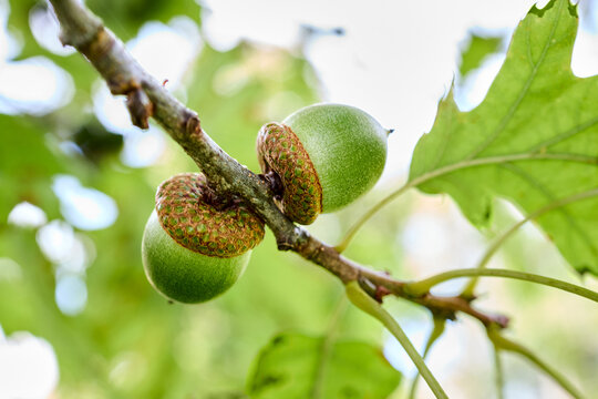 Acorns of Quercus palustris also called pin oak swamp oak or Spanish oak, tree in red oak section Quercus Lobata of genus Quercus. Pin oak used in parks due fast growth, and pollution tolerance.