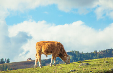 The view of a cattle pasturing on the grassland in Kanas Lake Scenery Spot in Xinjiang, China
