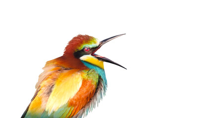 bird laughing, colorful bird of paradise, bee-eater isolated