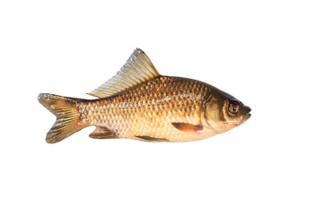 crucian carp isolated on white