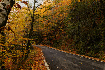 road in autumn forest