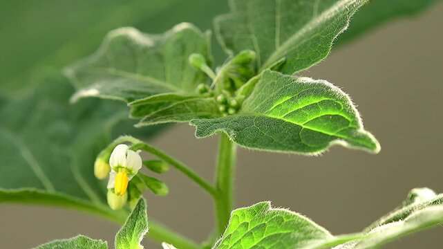 Solanum nigrum, medicinal plant with flowers and leaves, closeup