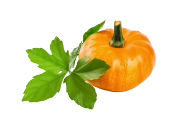 Vegetable Pumpkin with leaf on transparent background. 

