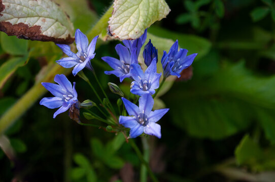 Triteilea friable Queen Fabiola. Delicate, graceful blue flowers.