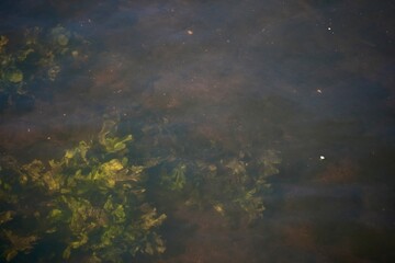 Background photo of algae in the water, view from above.