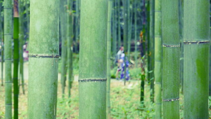 The Arashiyama Bamboo Grove: one of Kyoto's top sights (Japan)