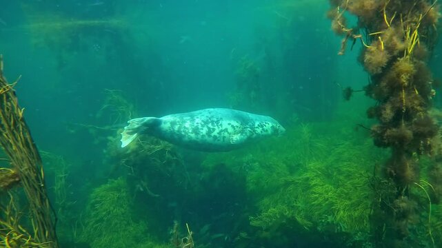 A young female grey seal swims quickly from left to right through kelp seaweeds in a Breton archipelago. Check my gallery for similar footages.