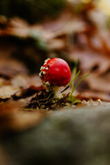 Red mushroom