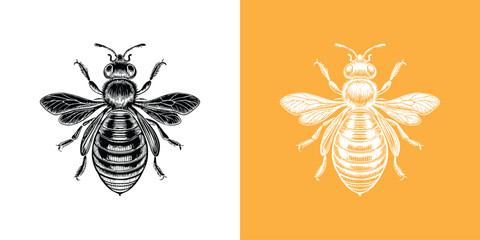 Sketch honey bee top view vector drawing.