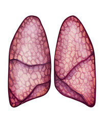Anatomical drawing of the human lung organ. Watercolor drawing on a white background.
