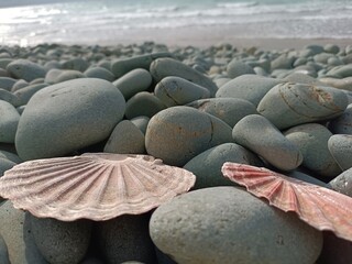 Jakobsmuscheln am Meer