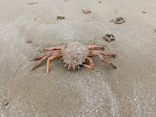 Panzer einer Krabbe am Strand