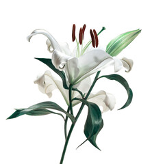 Beautiful white lily flower.die cut with transparency