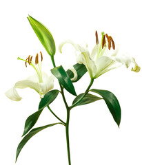 Beautiful white lily flower.die cut with transparency
