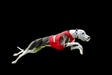 One black and white whippet stretched out in full run with a number one red race jacket, on black...