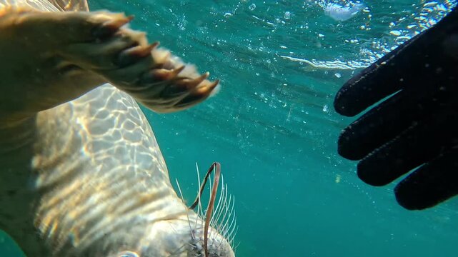 Underwater close-up, slow-motion view of a young grey seal (white coat, Halichoerus grypus) playing near a diver who gently approaches the seal&rsquo;s belly with a gloved hand without touching.