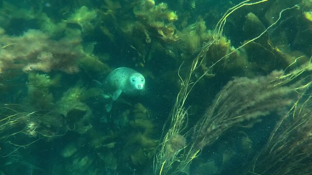 Underwater, slow-motion view of a young grey seal (white coat, Halichoerus grypus) looking at the camera from the seabed, hidden among the seaweeds. Check my gallery for grey seal footage.