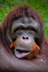 Closeup of bornean orangutan