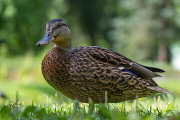 Duck, mallard stands on the grass in the park