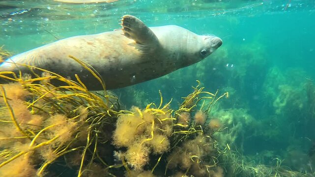 Underwater view of a young grey seal (white coat, Halichoerus grypus) swimming on its back just below the surface, above yellow aquatic plants. Check my gallery for grey seal footage.